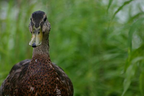 France Finds Bird Flu Case On Duck Farm, Tests Ongoing