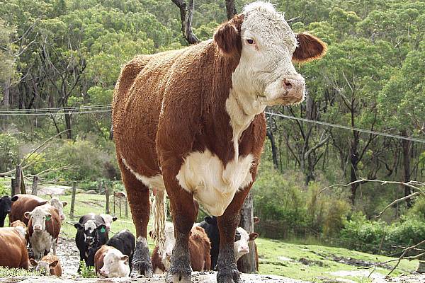 Cattle Futures Leap Most In Six Years As Farmers Shrink Herds