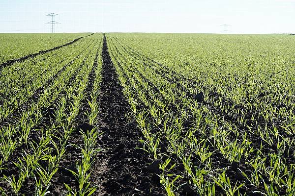 Brexit Risks Hurting UK Food Security And Farming, Study Says