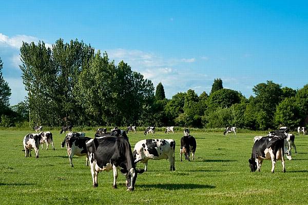 Valio To Launch Free-Range Milk In Finland