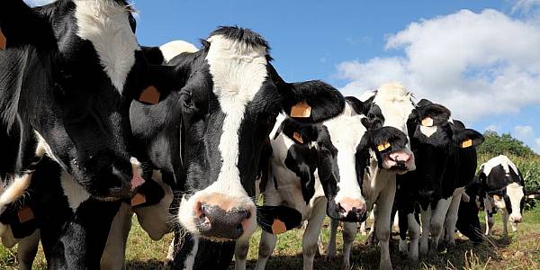 California Is Making Dairy Cows Climate-Friendly