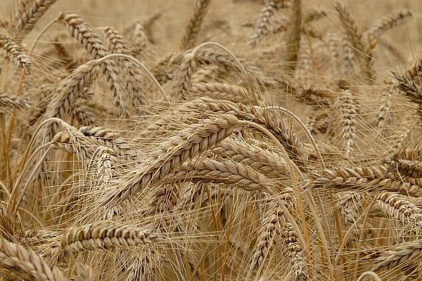 France's Latest Forecasts Show How Grain Crops Are Feeling The Heat