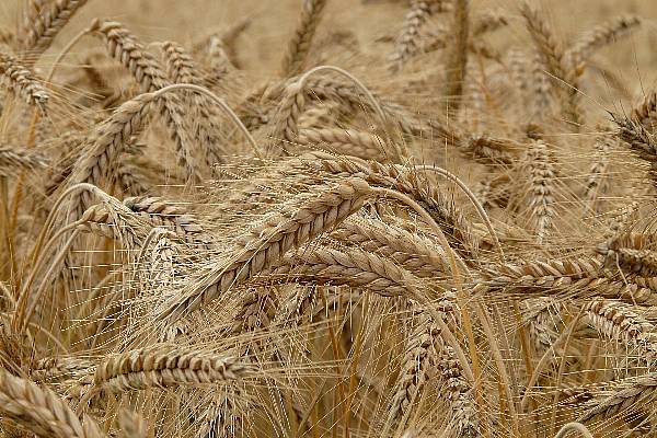 EU Wheat Harvest Bolstered By Decent Crops In Germany And Poland