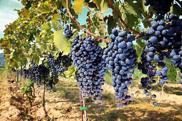 Bordeaux First-Growth Price Increases Reach 60% For 2015 Vintage