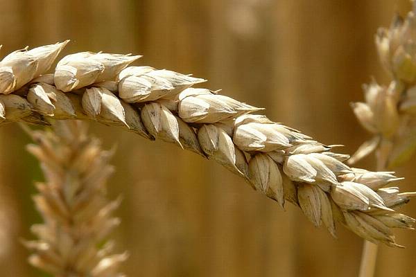 Brazil's Flood-Hit State To Produce 55% More Wheat, Crop Agency Says