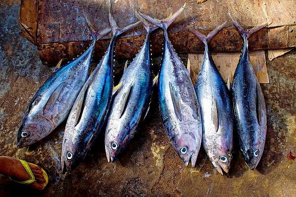 Sales Of MSC-Certified Seafood Reach One Million Tonnes