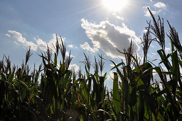 Corn, Soybeans Retreat Further On Rain Hopes, Demand Worries