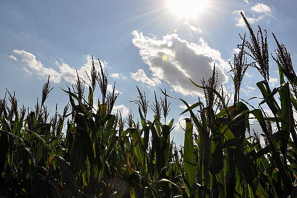 South Africa White-Corn Imports Seen Missing Target By Chamber