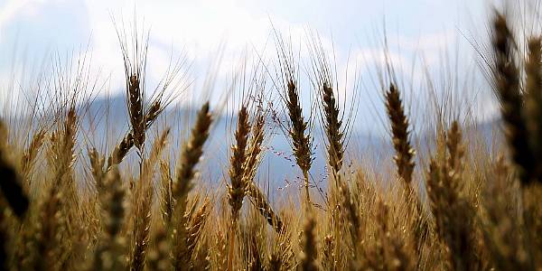 Wheat Rebounds On Supply Woes, Corn At Two-Week High