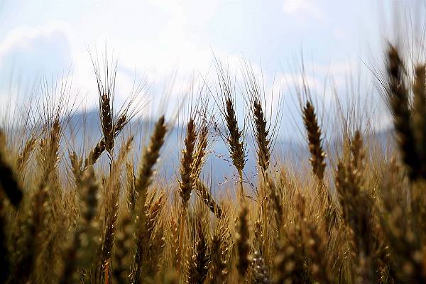 French Wheat Harvest Running Well Ahead, Maize Condition Steady