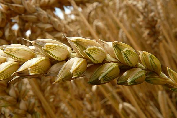 France Sells More Wheat And Barley To China Despite Poor Harvest