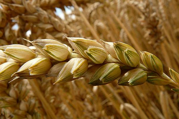 EU Wheat In Good Shape After Rain Eases Concerns Over Dry Spring