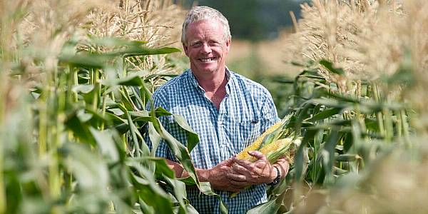 British Sweetcorn Sales Soar At Waitrose