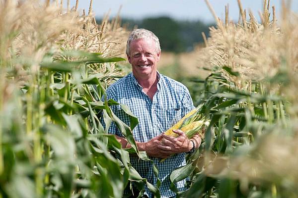 British Sweetcorn Sales Soar At Waitrose