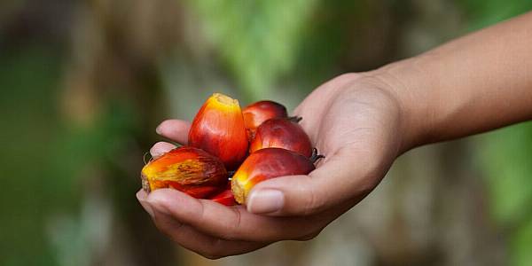 Facing Public Pressure, Palm Oil Firms Are Going Green, Study Finds