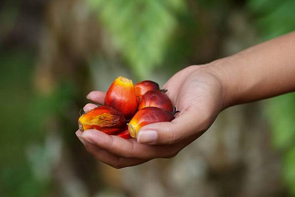 Consumer Goods Forum Calls For Collaboration To Tackle Forced Labour In Palm Oil Industry