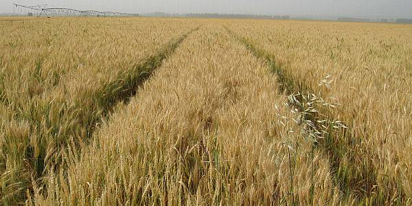 Obstacles To Overcome Before Ukraine Grain Deal Eases Global Food Crisis