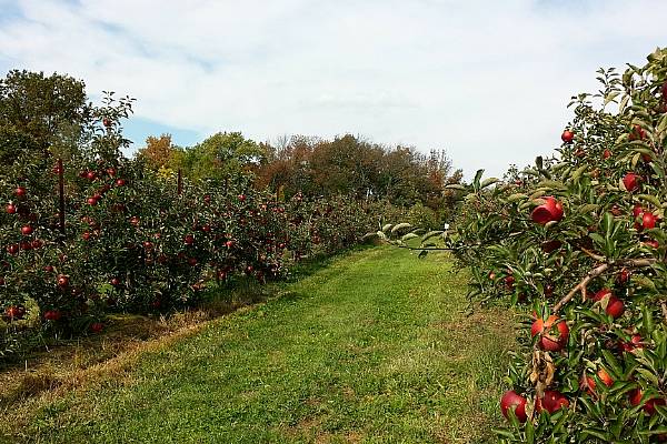 Pigs And Perennials Top Priorities For Future Czech Farm Policy