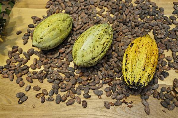 Ivory Coast Farmers Push Back Against Cocoa Output Cap