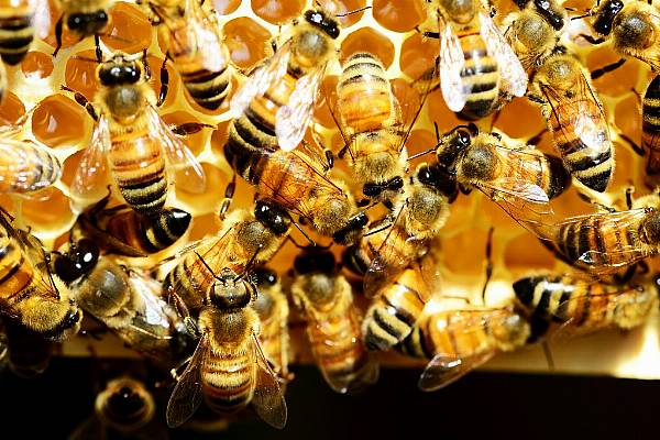 Italy Facing Steep Drop In Honey Production