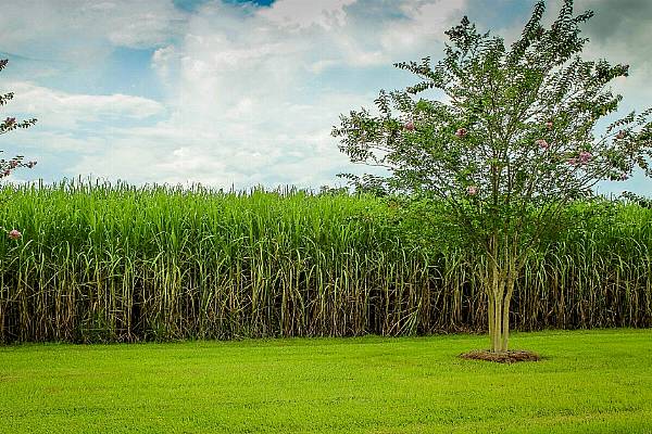 India Sugar Output Seen Rebounding From 7-Year Low