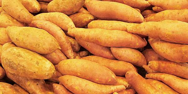 Waitrose Begins Selling Jersey Sweet Potatoes