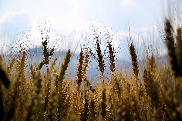 Europe's Parched Wheat Fields Get Some Relief As Heat Wave Eases