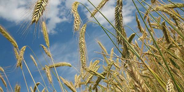 Ukraine Grain Exports Decline In September, Data Showed