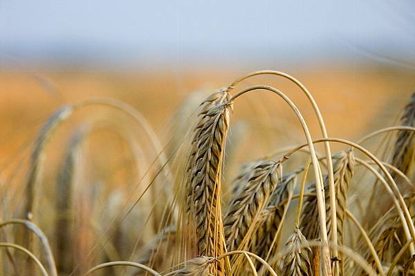 Russian Wheat Export Prices Continue To Fall Amid New Crop Supply