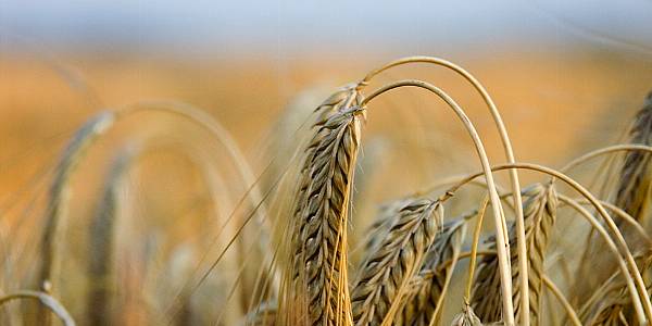 Argentina Gambles On GM Wheat As War, Drought Hit Global Crops,