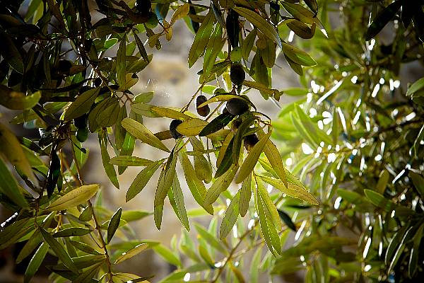 Spanish Olives Are Trump's Latest Trade Target