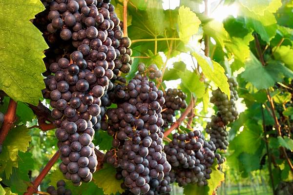 Australian Wine Sector A Worrying Case Study For EU Industries In China Trade Spat