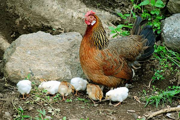 France Finds Bird Flu At Turkey Farm In West, Netherlands Reports New Outbreak