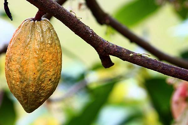 Ivory Coast Expects 20% Drop In Cocoa Production In 2023/24, Sources Say