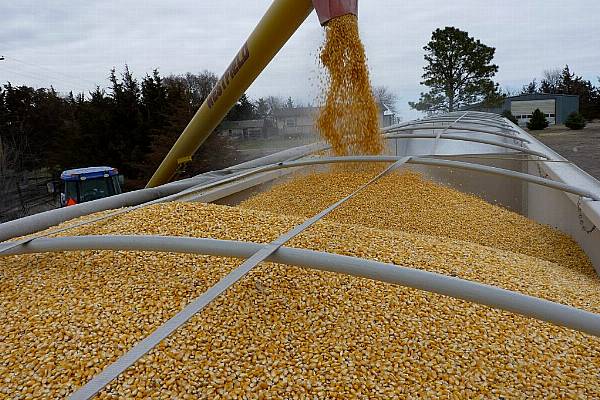 Corn Firms Driven Up By Strong Demand, Lingers Near 2013 High