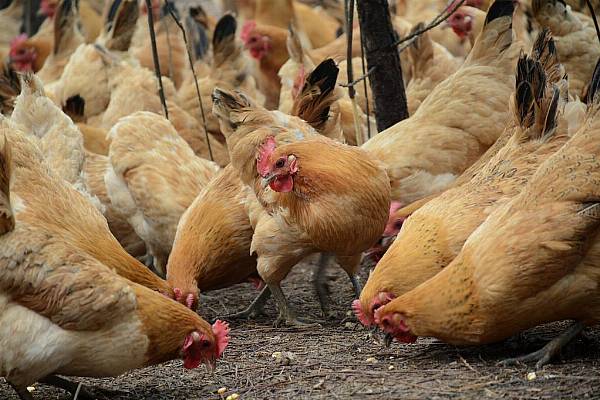 German Poultry Farmers Seeking Price Rises As Drought Increases Costs