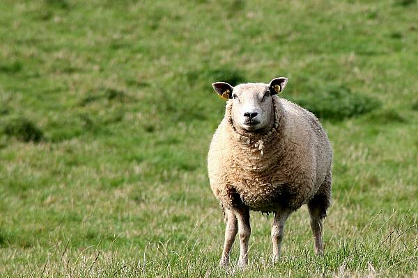 Brexit Delivers On Pay But Takes Away Workers At The Farm