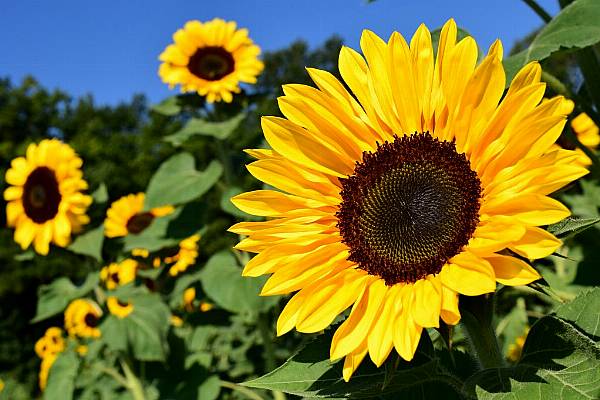 Greece Says It Can Boost Sunflower Oil Production, If Needed