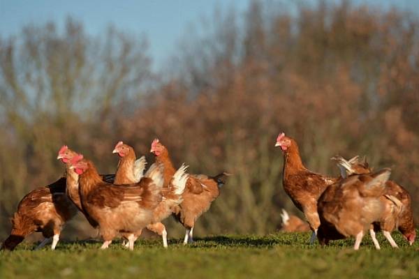 Carrefour Belgium Launches Line Of Antibiotic-Free Chickens