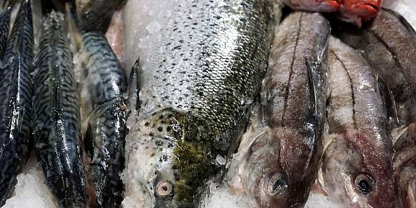 Carrefour Spain Follows Suit In Pangasius Removal