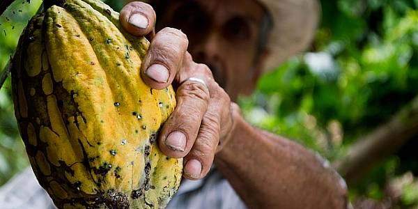 Ivory Coast, Ghana Strike First Cocoa Deals With Living Income Premium