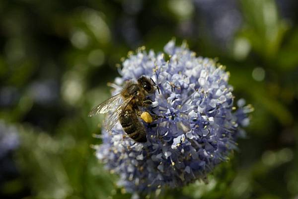 Tesco Manager Negotiates Sweet Deal For Cornish Bees