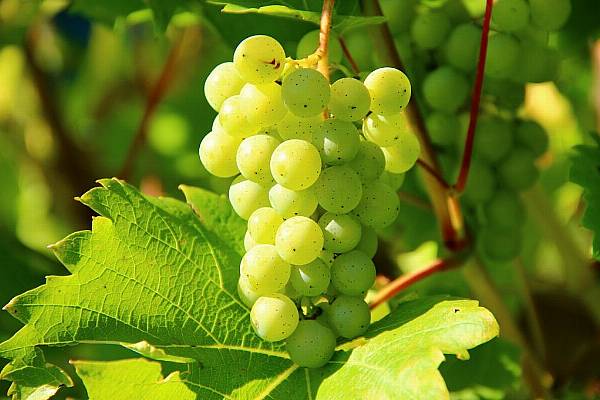 Withering On The Vine? Coronavirus Compounds Southern Italy's Woes