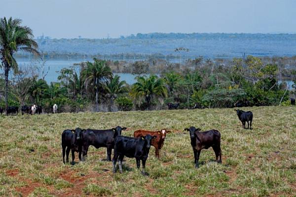 Ahold Delhaize, Carrefour, Nestlé Aim To End Deforestation In Brazil