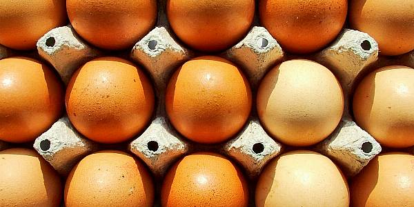 Morrisons Acquires Yorkshire-Based Free Range Egg Producer