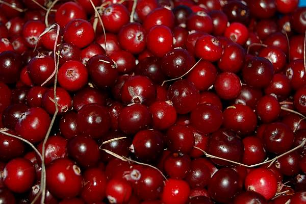 US Cranberry Industry Is Early Casualty Of Incipient Trade War