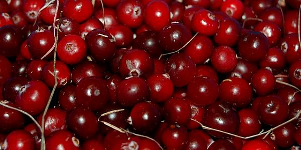 US Cranberry Industry Is Early Casualty Of Incipient Trade War