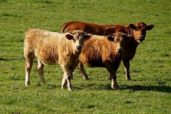 It's Not Just Bankers - UK Farmers Also Face Brexit Confusion