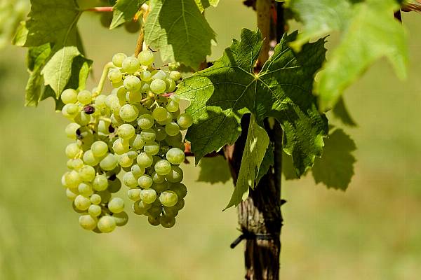 Wine Wins, Crops Lose, As Farmers Grapple With Record Balkans Heat