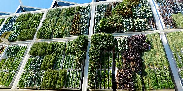 Canada's McCain Foods Bets On Vertical Farming